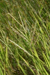 Paspalum wrightii