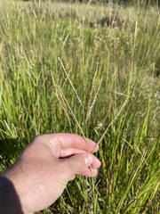 Paspalum wrightii