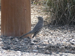 Oreoscoptes montanus