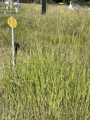 Paspalum wrightii