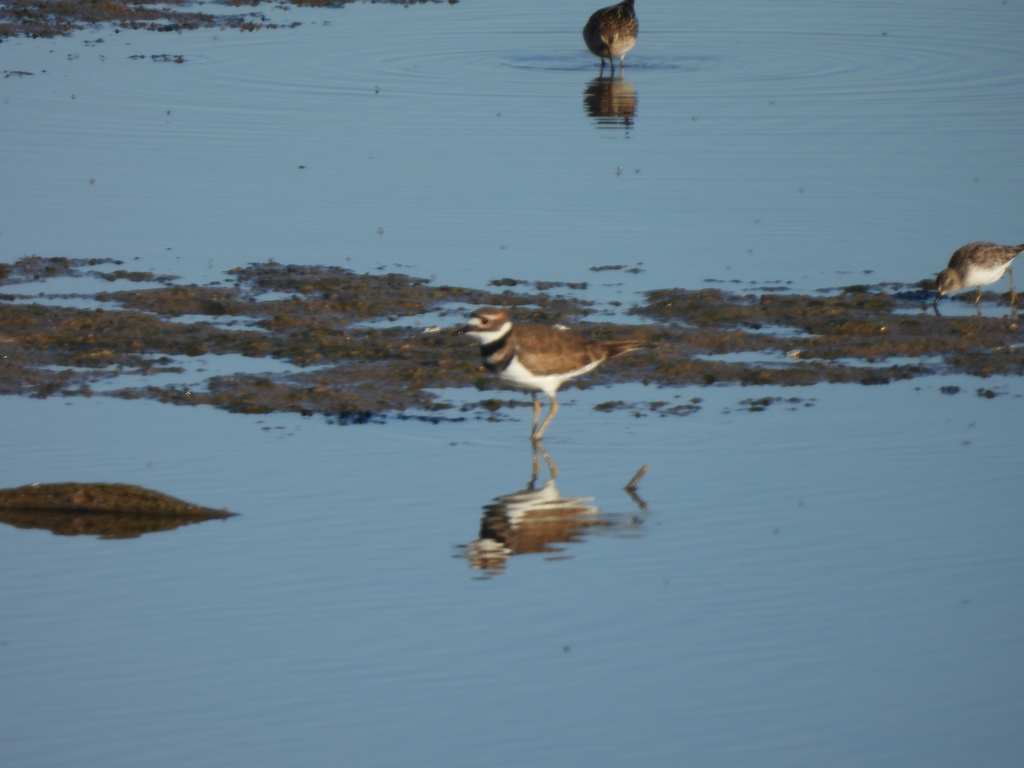 Killdeer from Grayson County, TX, USA on October 01, 2022 at 0858 AM