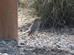 Oreoscoptes montanus