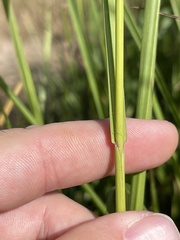 Paspalum wrightii