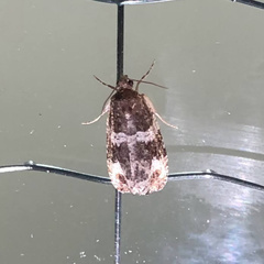 Olethreutes fasciatana