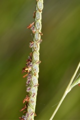 Paspalum wrightii