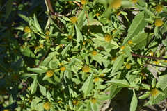 Bidens comosa