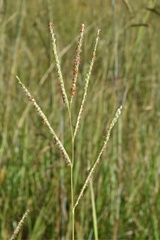 Paspalum wrightii