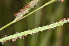 Paspalum wrightii