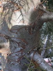 Juniperus occidentalis