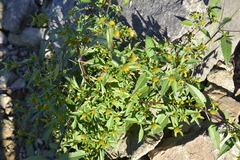 Bidens comosa