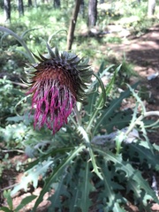 Cirsium ehrenbergii