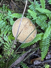 Suillus tomentosus