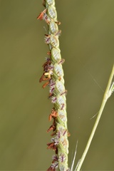 Paspalum wrightii