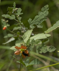 Sphaeralcea fendleri