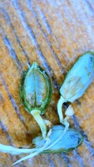 Paspalum wrightii