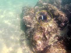 Holacanthus passer