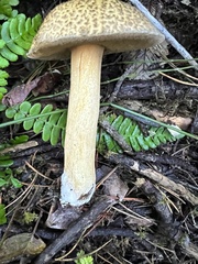 Suillus tomentosus