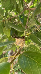 Basilinna xantusii