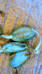 Paspalum wrightii