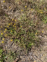Helianthus longifolius