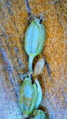 Paspalum wrightii