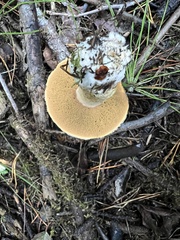 Suillus tomentosus