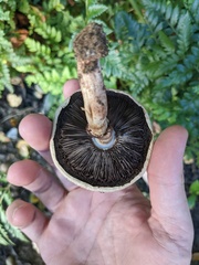Agaricus californicus