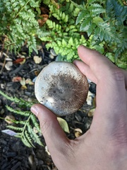 Agaricus californicus