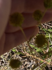 Helianthus longifolius