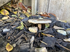Agaricus californicus