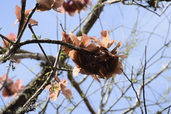 Cavanillesia umbellata