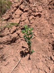 Euphorbia spathulata