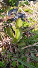 Viola collina