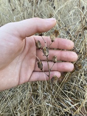 Camassia leichtlinii