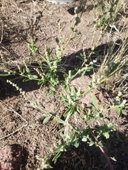 Chenopodium atrovirens
