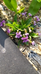 Viola collina
