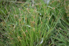 Fimbristylis
