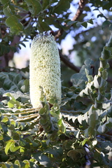 Banksia grandis