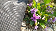 Viola collina