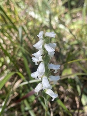 Spiranthes cernua