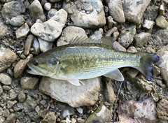 Micropterus punctulatus