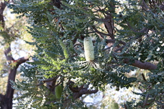 Banksia grandis