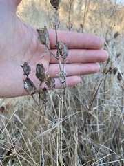 Camassia leichtlinii