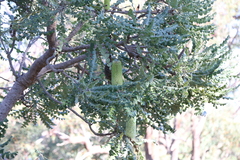 Banksia grandis