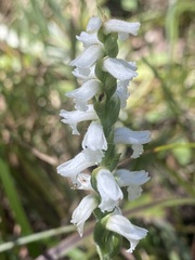 Spiranthes cernua