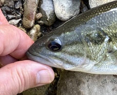 Micropterus punctulatus