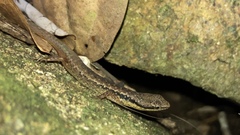 Saproscincus basiliscus