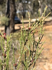 Allocasuarina humilis