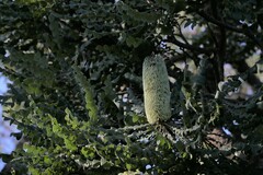 Banksia grandis