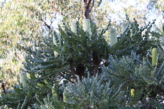 Banksia grandis